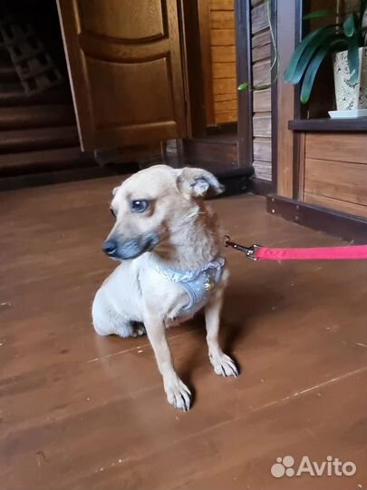 Маленькая собака