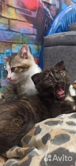 Котята в добрые руки