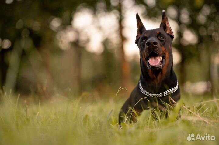 Доберман для фотосессии
