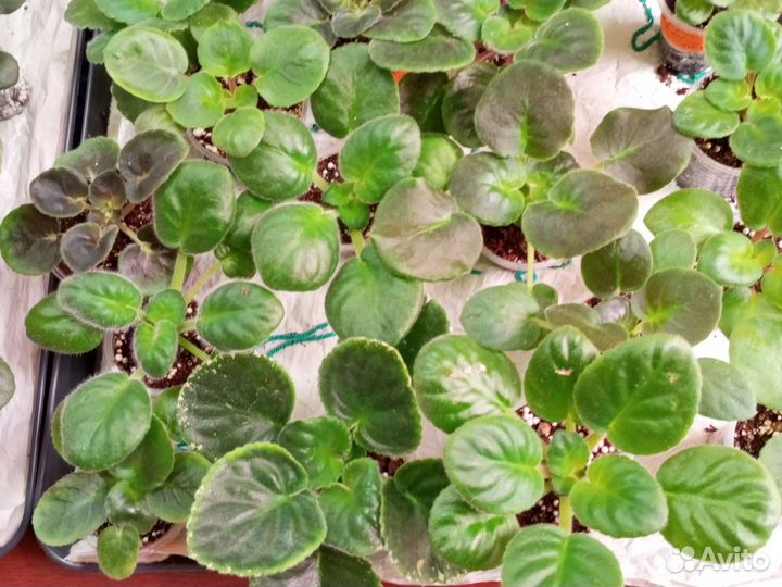 Детки сортовых фиалок:рс-Вавилон, ле-Владимир