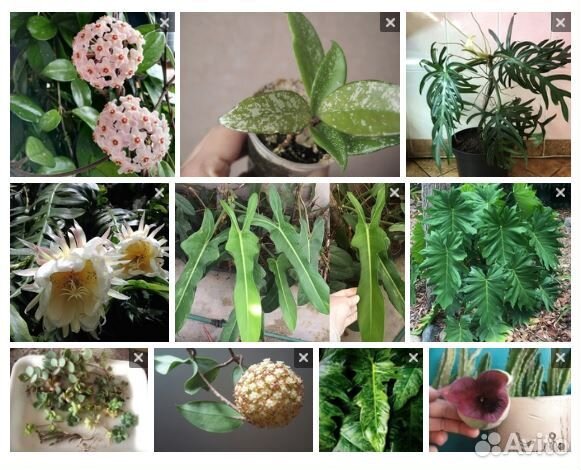 Обменяю суккуленты, ароидные на хойи. Более 200 ра