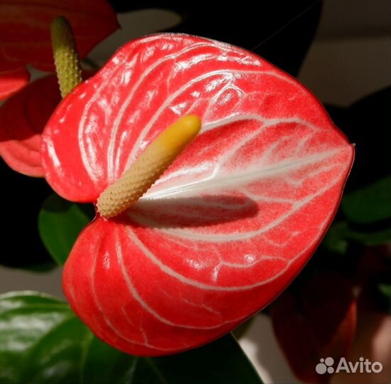 Антуриум Livium orange