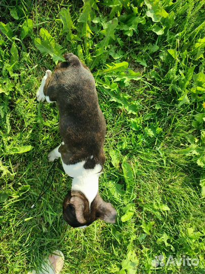 Бостон терьер мальчик