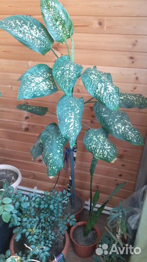 Диффенбахия