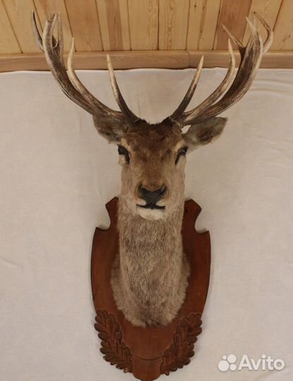Голова Благородного Оленя
