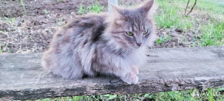 Зеленоглазая кошечка
