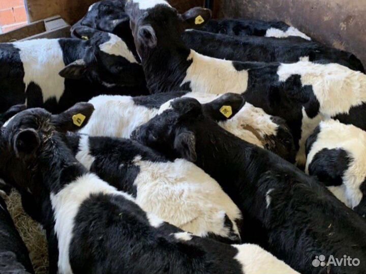 Телята мясной породы бычки