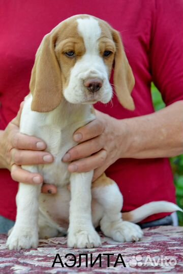 Щенки Бигль