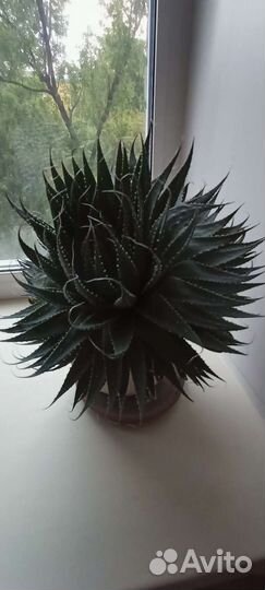 Алоэ остистое