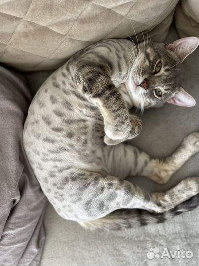 Бенгальский кот вязка
