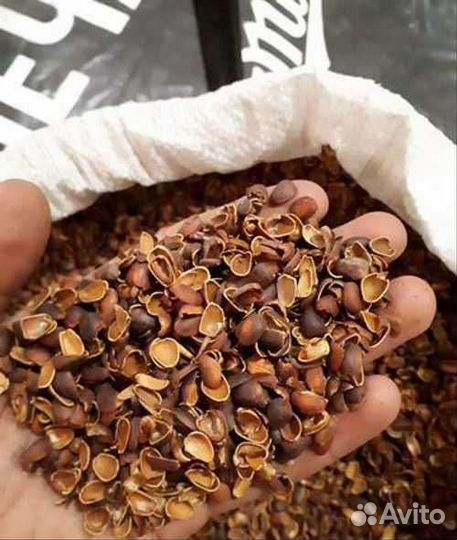 Скорлупа кедрового ореха 1кг