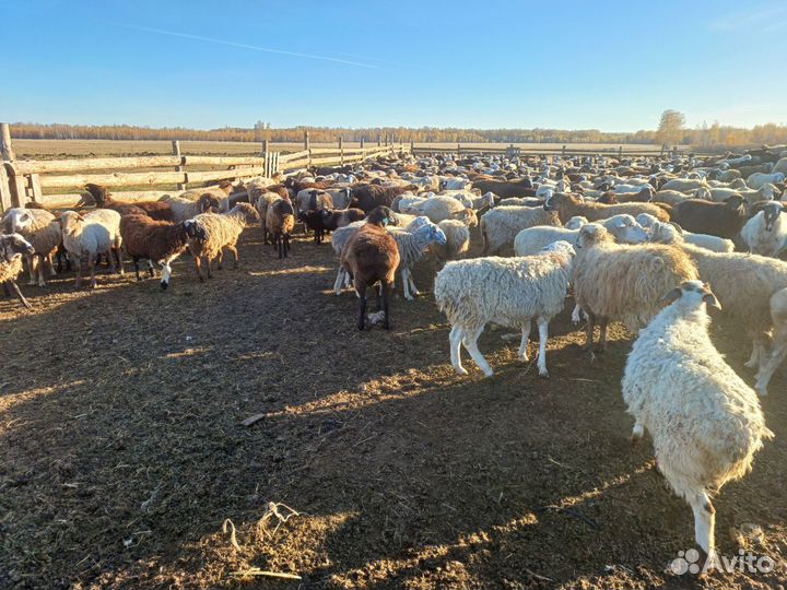 Овцы бараны ягнята оптом