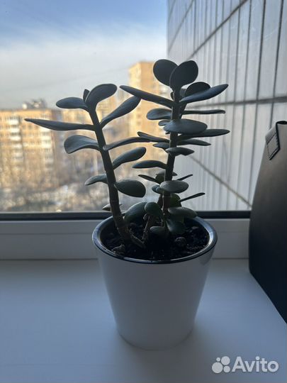 Денежное дерево толстянка