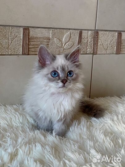 Невская маскарадная девочка