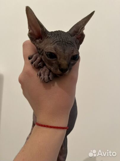 Канадский сфинкс