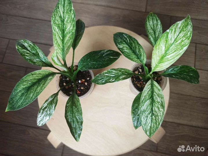 Спатифиллум канифоль