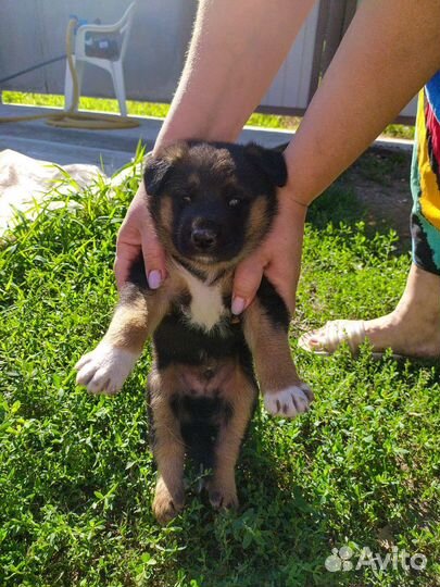 Щенки бесплатно