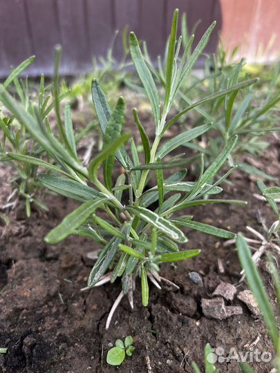 Лаванда узколистная зимостойкая
