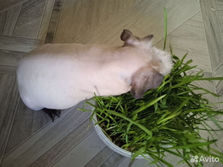 Морская свинка скинни девочка