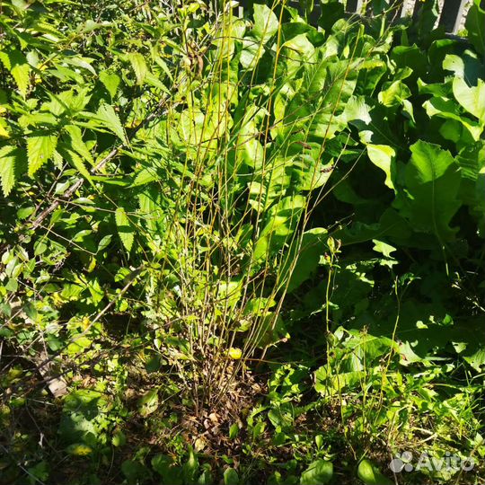 Саженцы вишни