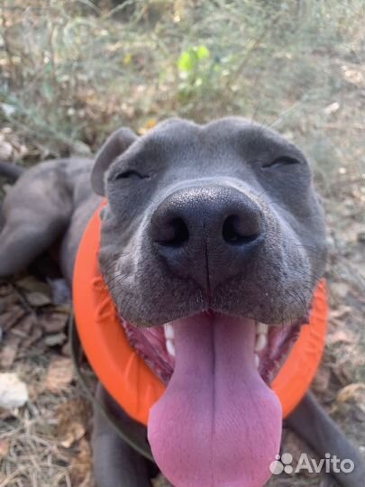 Американский питбультерьер вязка