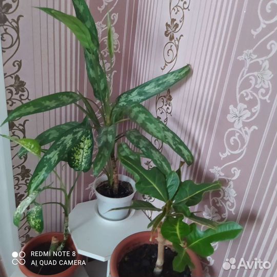 Фикус лирато, педилантус