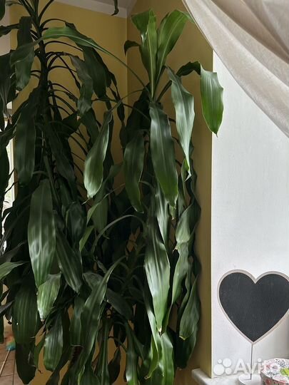 Пальма драцена