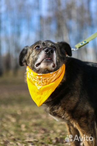 Пёс Балин из приюта ждёт своего человека