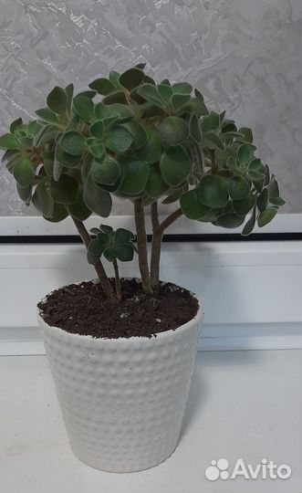 Аихризон-дерево любви или цветок счастья