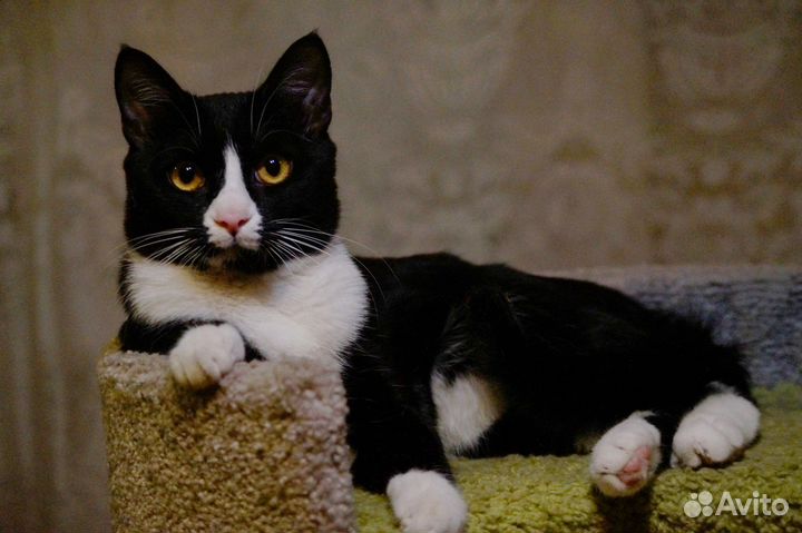 Красавец Сеймур