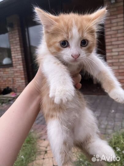 Котята рыжие бесплатно