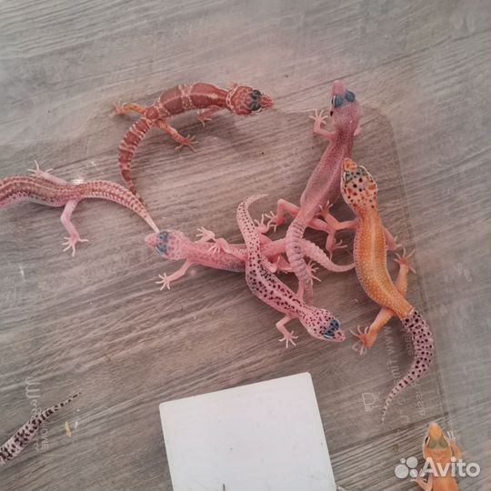 Геккон эублефар