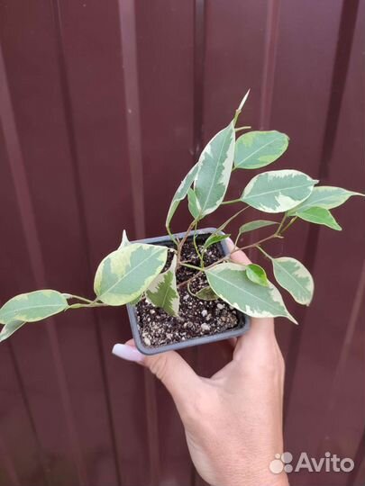 Комнатные цветы 7