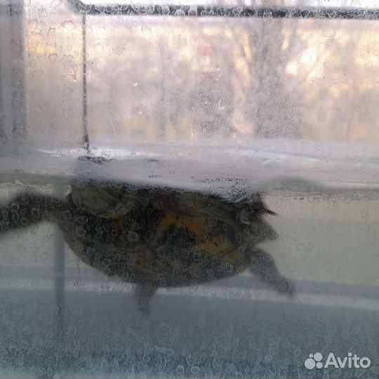 Красноухая черепаха с аквариумом