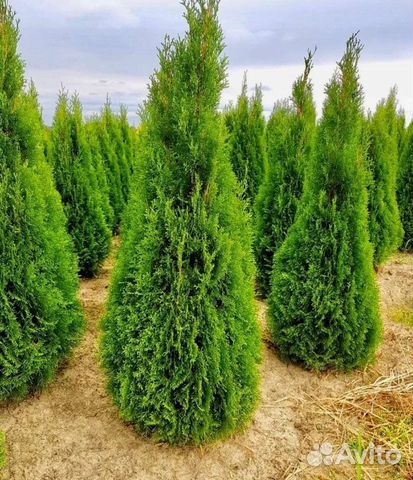 Туя смарагд брабант колумна