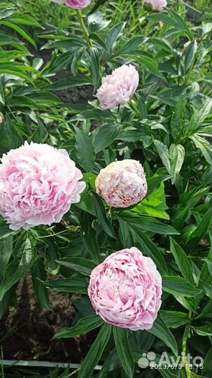 Корни пионов