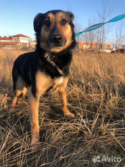 Собака в добрые руки