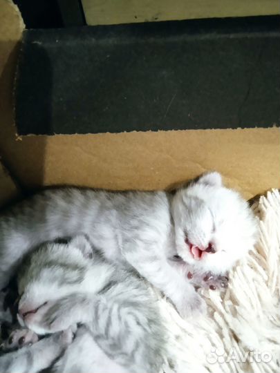 Шотландские котята