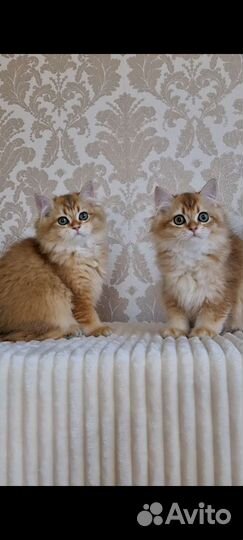 Длинношерстные малыши