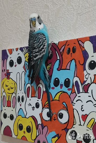 Волнистый попугай