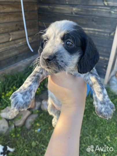 Щенки Русского Охотничьего Спаниеля