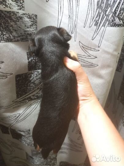 Йоркширский терьер щенки