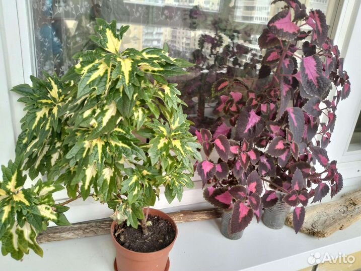 Крапивка колеус koleos