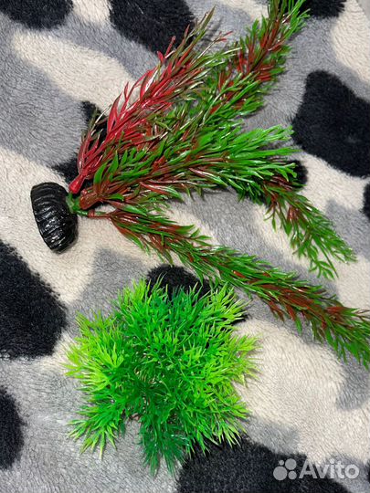 Водоросли для аквариума