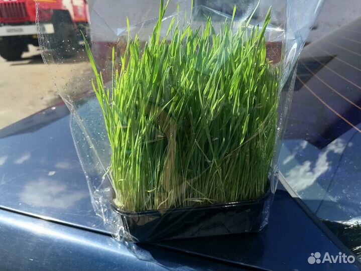 Микрозелень