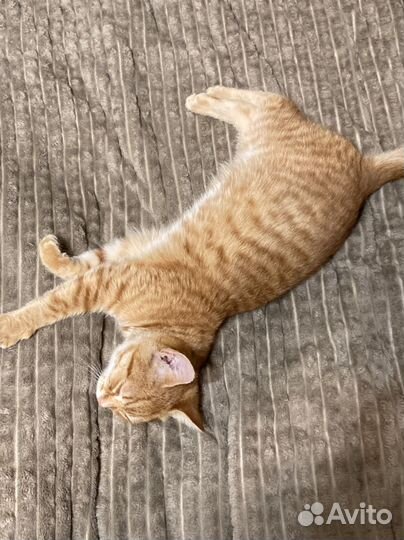 Кот молодой рыжий