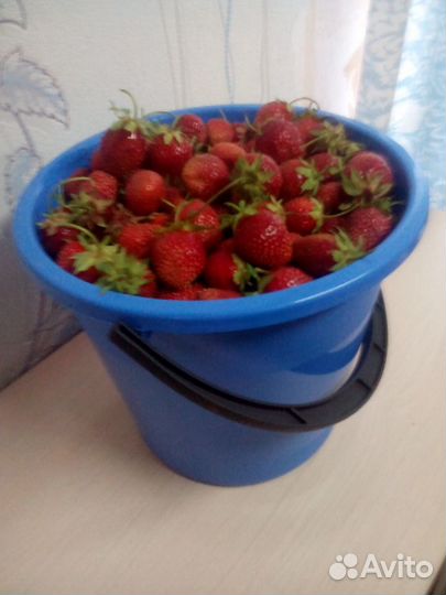 Продаю усы клубники