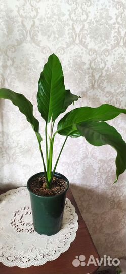 Спатифиллум