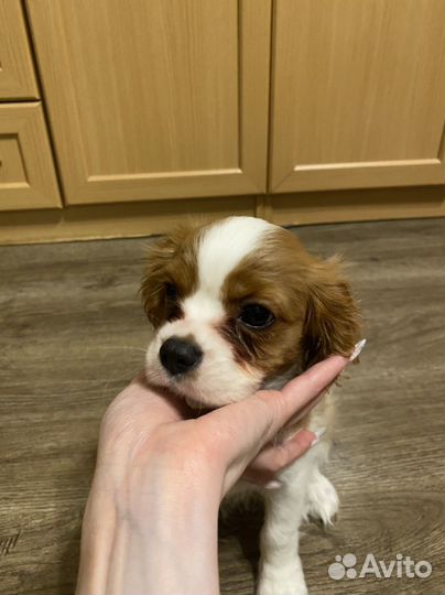 Щенки кавалер кинг чарльз спаниеля