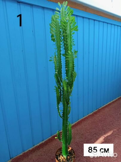 Молочай трехгранный